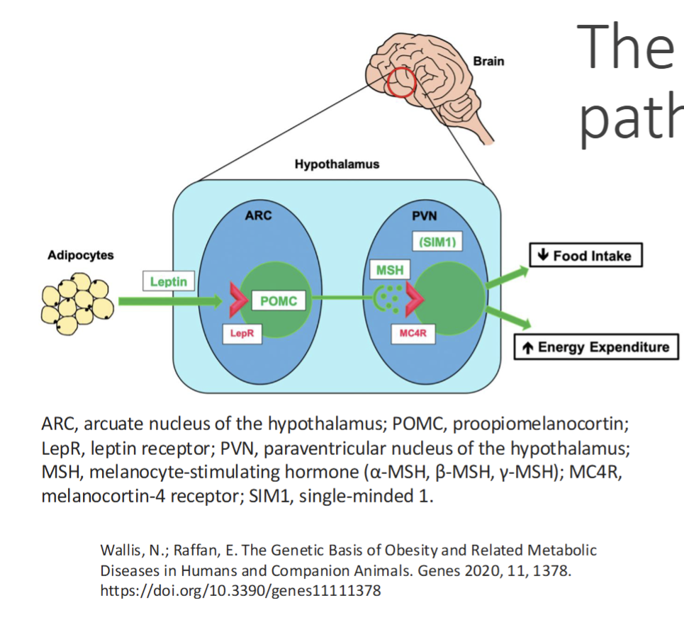 <p>Leptins action is in the CNS, where it activates the hypothalamic leptin-melanocortin pathway</p><p>In the hypothalamus, leptin acts on leptin receptors on neurons that produce the protein proopiomelanocortin(POMC)</p><p>POMC undergoes proteolytic cleavage to produce a number of neuroactive pepide like MSH</p><p>MSH peptides act on melanocortin receptor 4(MC4R) expressed on neurons in the paraventricular nucleus(PVN) within the hypothalamus resulting in reduction of food intake and modified energy metabolism</p>