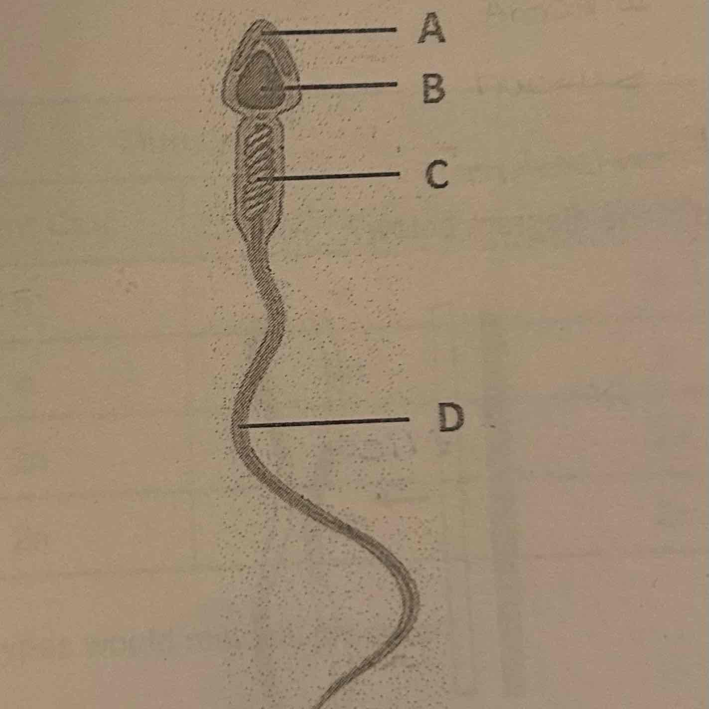 <p>The structure labeled 'A' is called the: <br>A. Acrosome <br>B. Nucleus <br>C. Midpiece <br>D. Flagella</p>