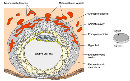 <p>By 12 days, the embryo has implanted into the uterine wall. </p><p>The implanted human embryo has formed a bilaminar disc consisting of a top epiblast layer and a bottom hypoblast layer. </p><p>This is analogous to the animal (epiblast) and vegetal (hypoblast) hemispheres of an early Xenopus embryo.</p><p>The epiblast will give rise to all 3 germ layers of the embryo proper (ectoderm, mesoderm, endoderm) during gastrulation, similar to how the animal hemisphere cells in Xenopus differentiate.</p><p>The blastopore lip in Xenopus is analogous to the primitive streak in mammals and birds, which is the site of gastrulation.</p>