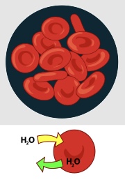 <p>one that has the same concentration of solutes both inside and outside the cell.</p><p><br></p>