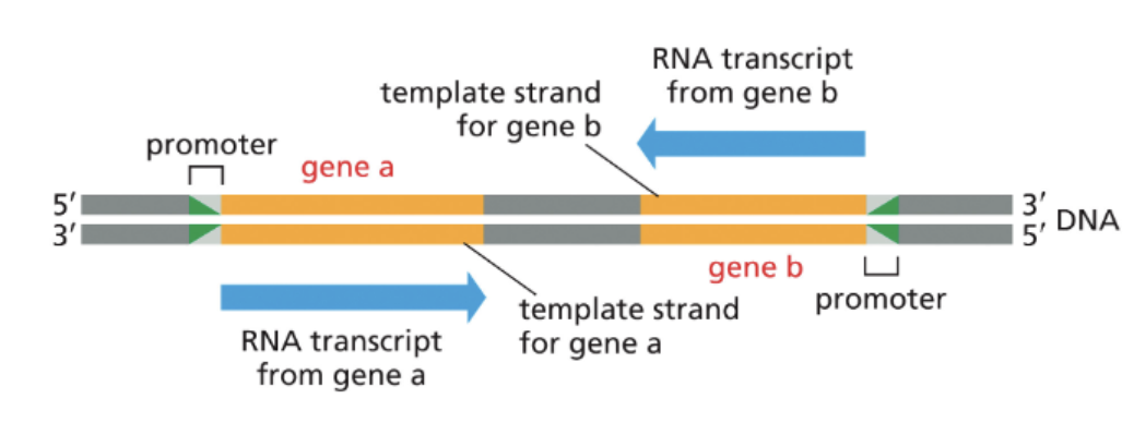 <ul><li><p>FROM EITHER STRAND OF DNA</p></li><li><p>THE PROMOTER ORIENTATION DETERMINES WHICH STRAND IS TRANSCRIBED </p></li><li><p>RNA POLYMERASE ALWAYS MOVES IN THE 3’—→5’ DIRECTION WITH RESPECT TO THE TEMPLATE DNA STRAND </p></li></ul><p></p>
