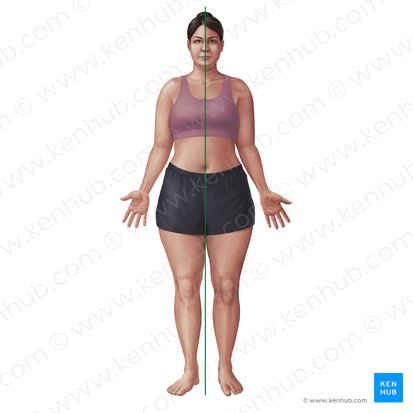 <p>-middle of body</p>