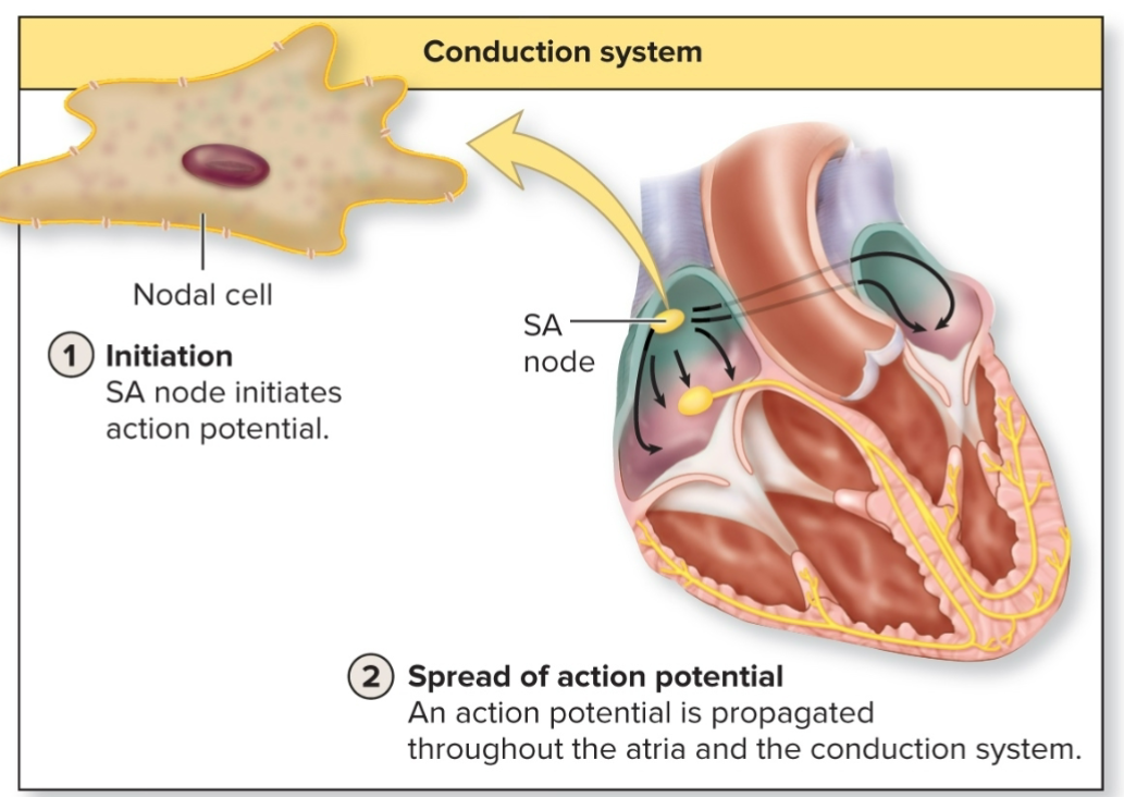 <p>1) The conduction system propogates an AP→ moves from nodal cells to contractile cells via gap junctions</p><p>2) AP spreads to cardiac muscle cells, contraction of sarcomere</p><p>→ atria contracts first, then ventricles contract</p>