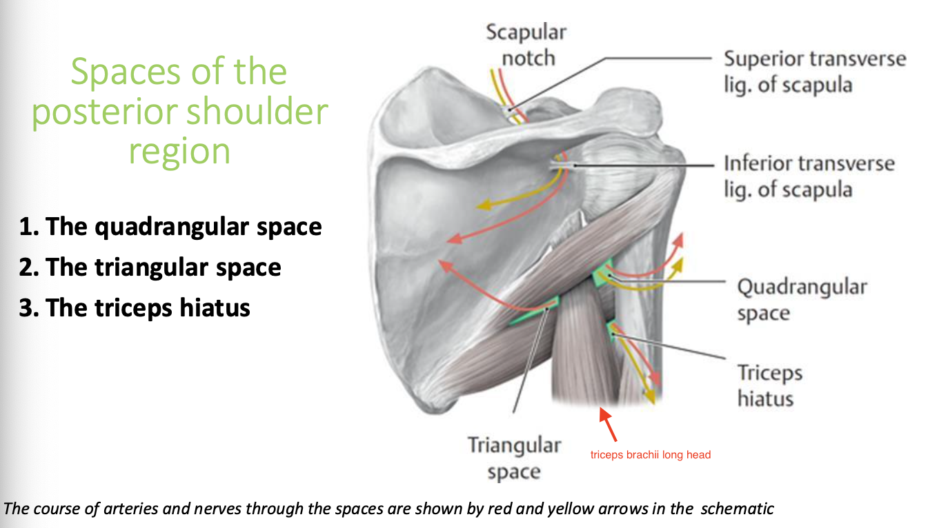<p>-quadrangular space</p><p>-triangular space</p><p>-triceps hiatus</p><p>*see slide 11 for picture</p>