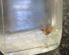 <p>What is the genus species of this fly? It is known for biting the tips of dog ears</p>