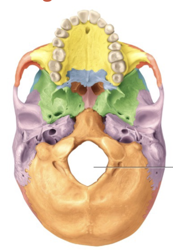 <p>Opening for passage of blood vessels, nerves, or ligaments</p>