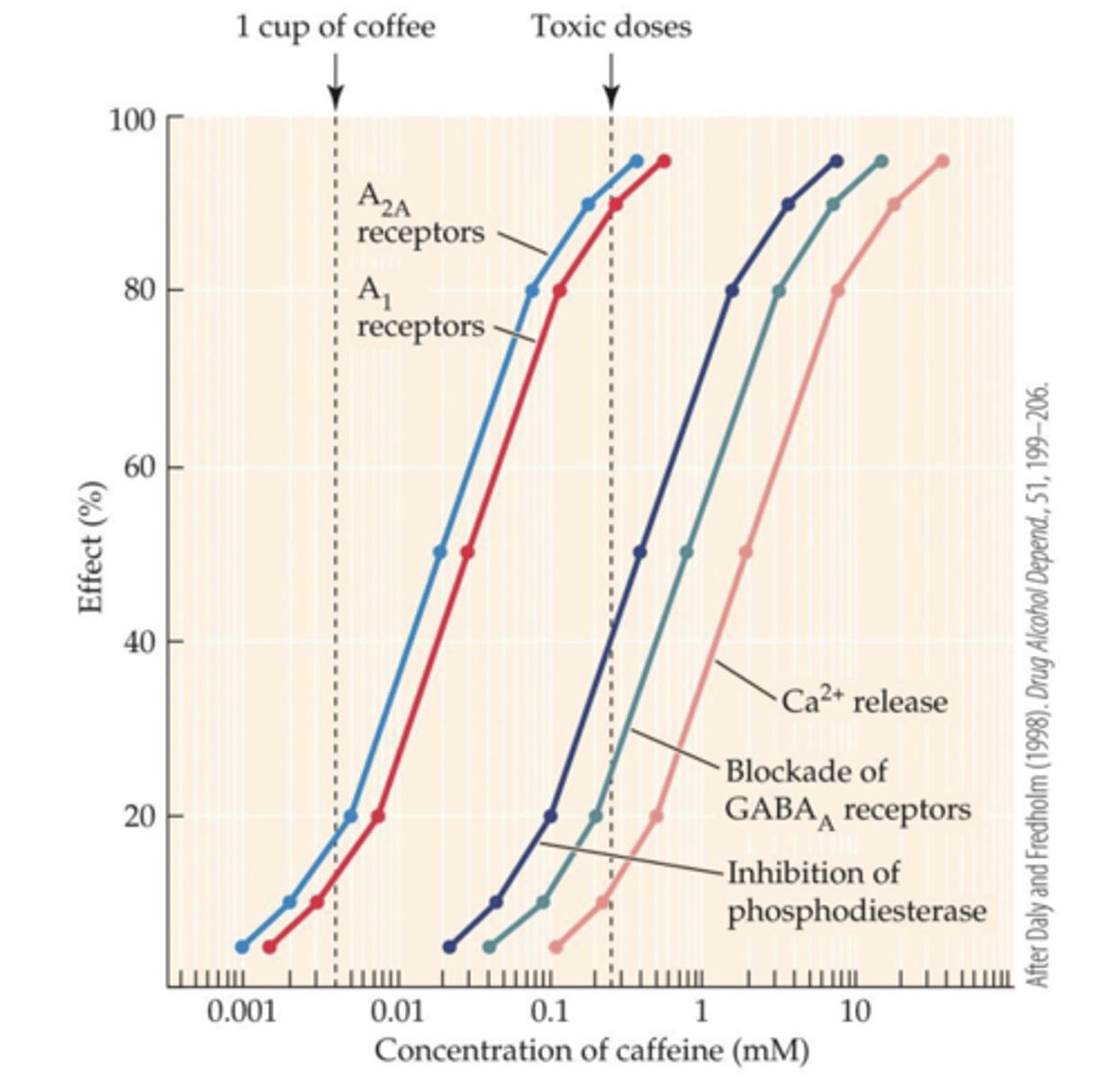 <p>- Dose-dependent inhibition of cAMP phosphodiesterase, blockade of GABAA receptors, stimulation of Ca2+ release in cells, and blockade of adenosine receptors</p><p>- only partial blockade of A1 and A2A adenosine receptors has effects that operate at doses found in a cup of coffee</p>