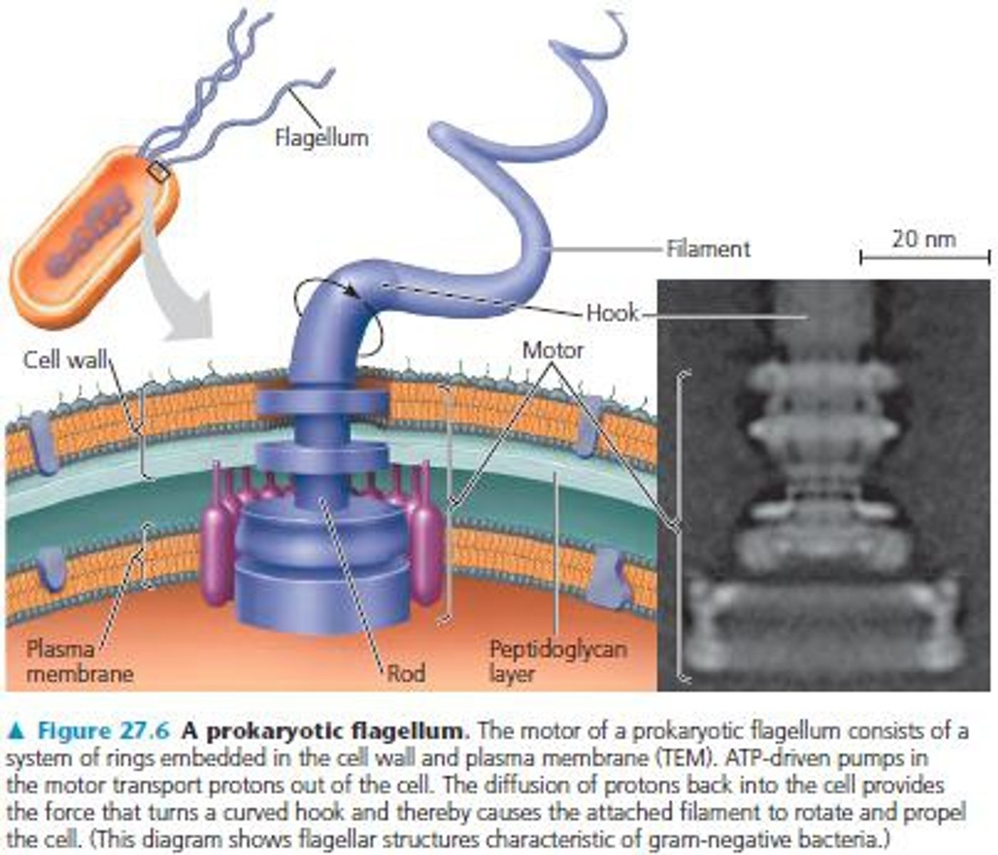 <p>longer projections that propel the prokaryotic cell through its liquid environment</p>