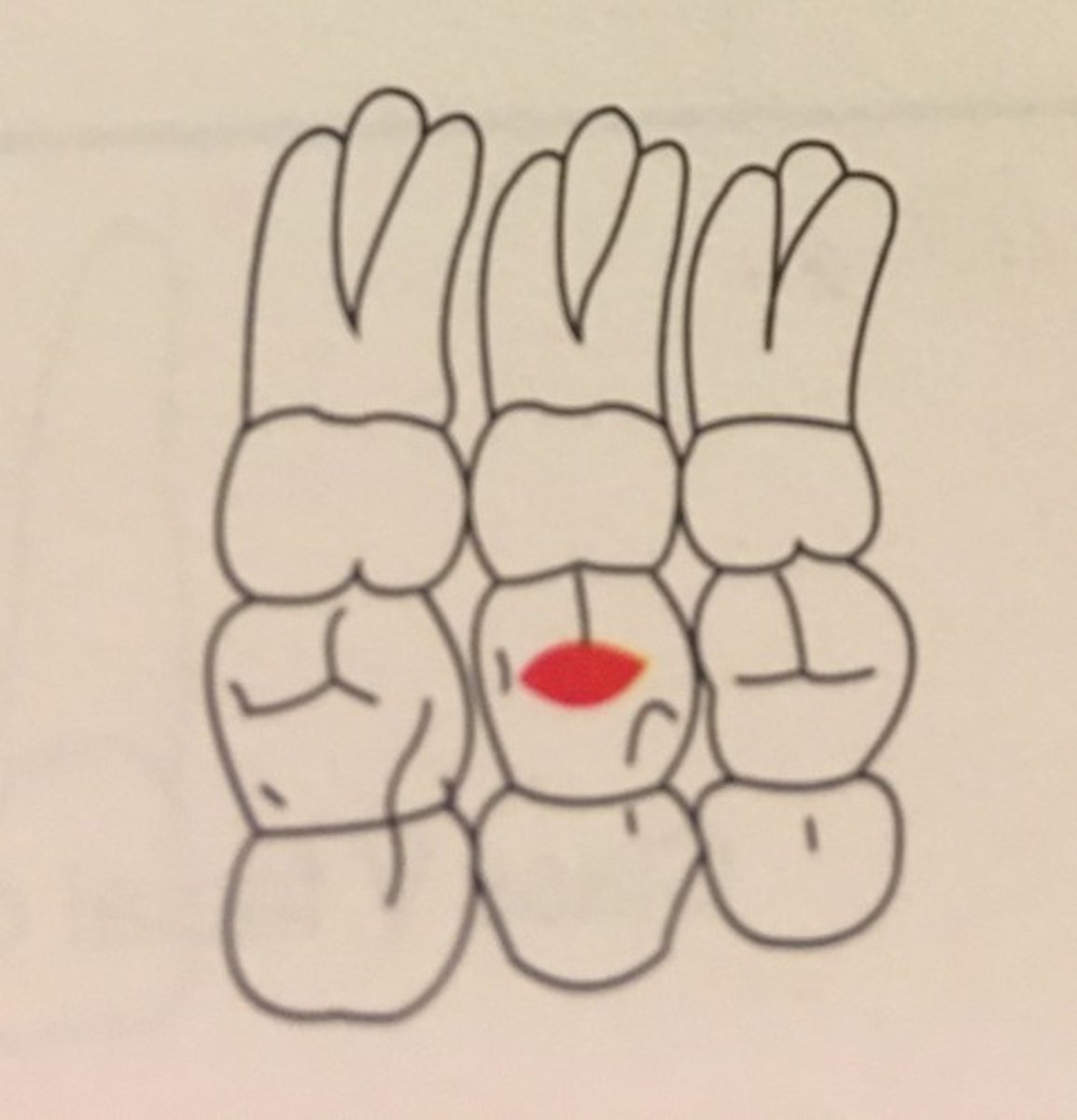 knowt flashcard image