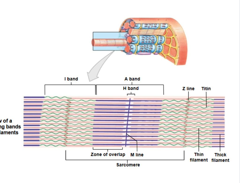 <ul><li><p>* The contractile unit of muscle *</p></li><li><p>structural units of myofibrils</p></li><li><p>form visible patterns within myofibrils</p></li><li><p>A striped or striated pattern within myofibrils </p></li></ul><p>-alternating dark, thick filaments (A bands) and light, thin filaments (I bands) </p>