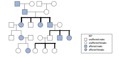 <p><span style="font-family: &quot;Times New Roman&quot;, serif">The offspring of the biological parents</span></p>