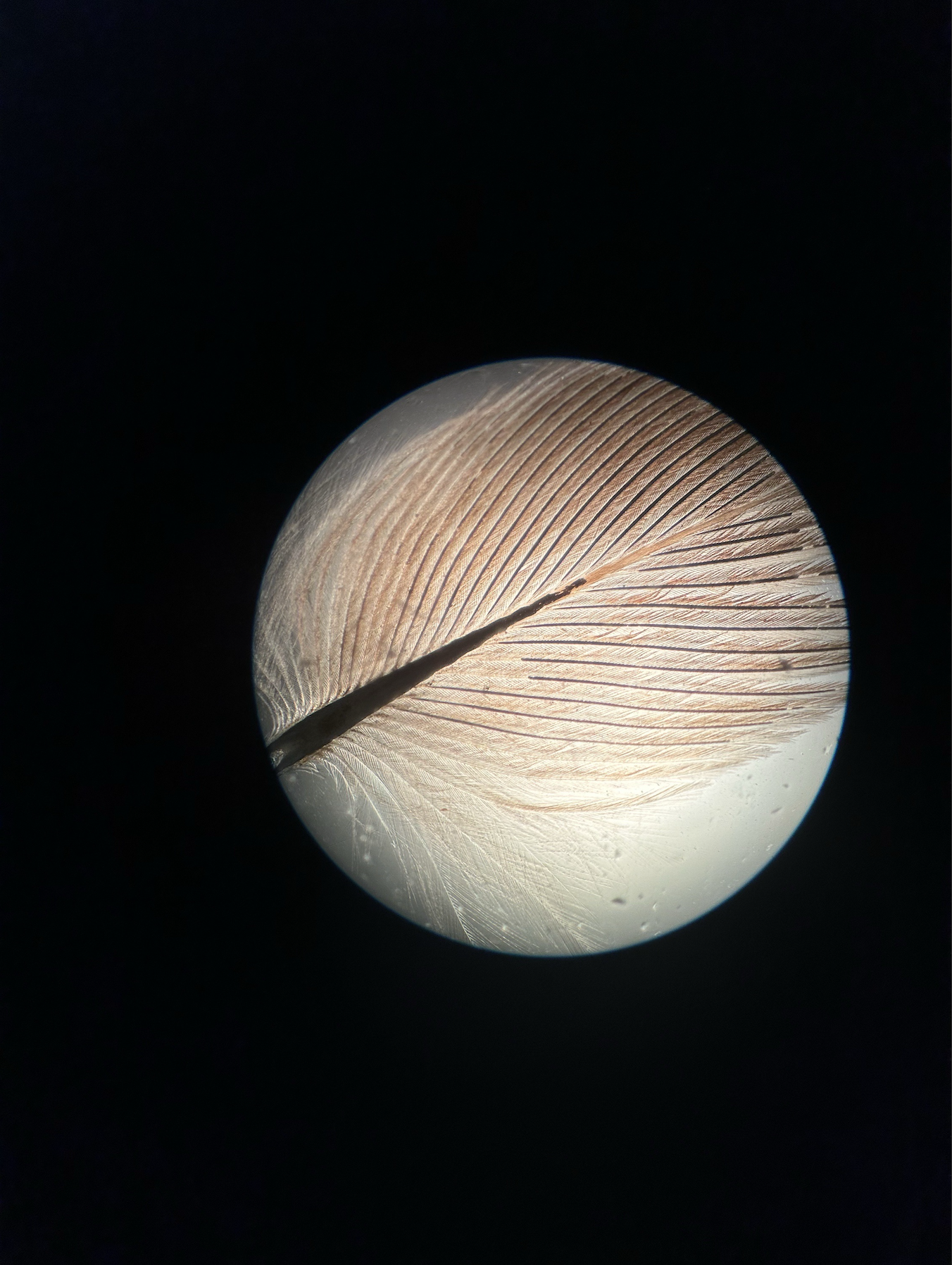 <p>what is this?</p>