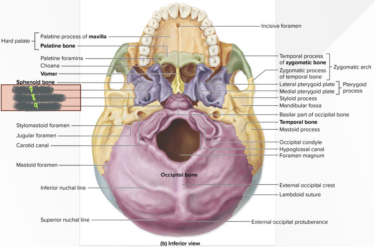 What structure is 7?