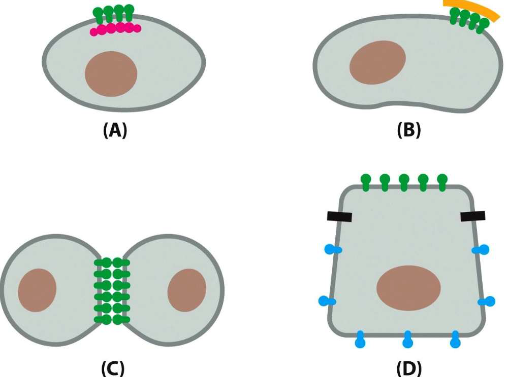 <ul><li><p>A: koppeling aan de celcortex</p></li><li><p>B: koppeling aan extracellulaire eiwitten</p></li><li><p>C: koppeling aan de transmembraaneiwitten van een andere cel</p></li><li><p>D: gebruik maken van een tight-junction band</p></li><li><p>lipid rafts</p></li></ul><p></p>