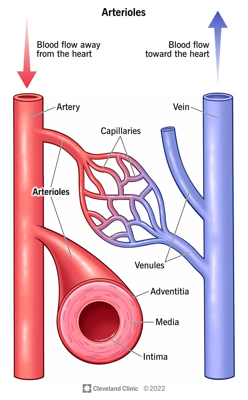 <p>the smallest arteries and deliver blood into capillary beds</p><ul><li><p>Entrance to each capillary bed is guarded by a <strong>precapillary sphincter</strong> (a circular muscle at the end of an arteriole).</p><ul><li><p>Controls which organs receive blood based on metabolic needs.</p></li><li><p>When closed, blood bypasses the capillary bed through an <strong>arteriovenous shunt</strong>.</p></li></ul></li></ul><p></p>
