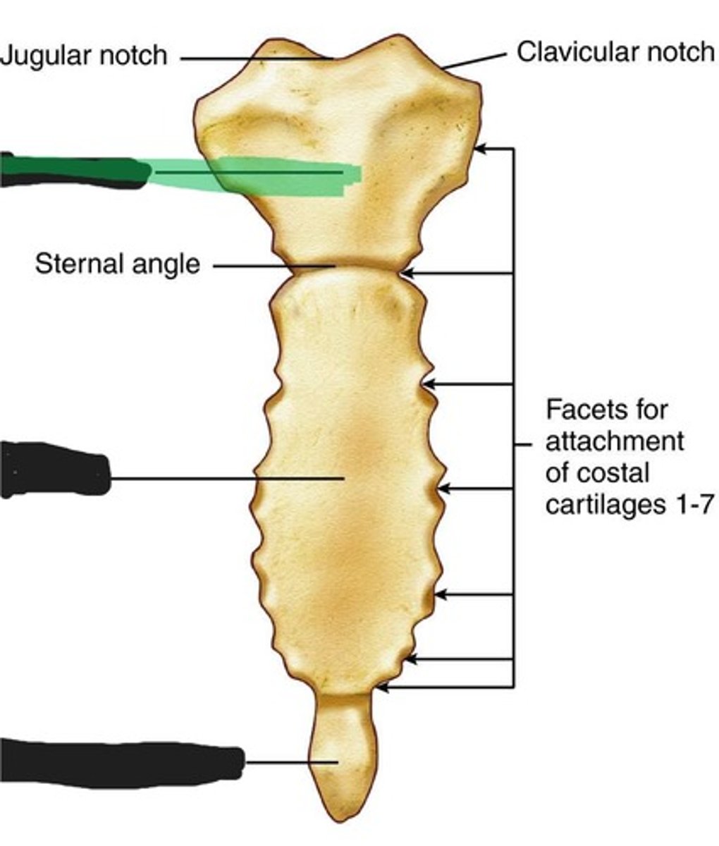 <p>Manubrium of the sternum</p>