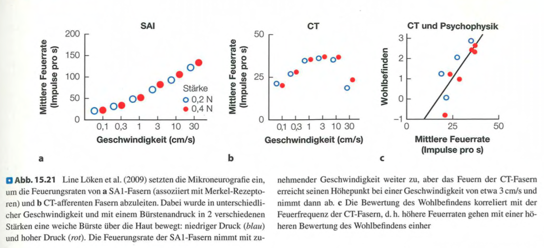<p class=""><strong>Kurzfassung:</strong><br>Die <strong>soziale Berührungshypothese</strong> besagt, dass <strong>CT-Afferenzen</strong> auf <strong>langsame, zärtliche Streichelbewegungen</strong> spezialisiert sind und dabei <strong>Wohlbefinden</strong> sowie <strong>positive Emotionen</strong> auslösen – im Gegensatz zu anderen Fasern, die Objektdetails kodieren.</p><div data-type="horizontalRule"><hr></div><p class=""><strong>Langfassung:</strong></p><ul><li><p class=""><strong>Kernannahme der sozialen Berührungshypothese:</strong></p><ul><li><p class=""><strong>CT-Afferenzen</strong> bilden ein eigenes taktiles System mit <strong>sozial-affektiver Funktion</strong></p></li><li><p class="">Sie vermitteln <strong>Wohlbefinden</strong> und <strong>emotionale Nähe</strong>, nicht objektbezogene Information</p></li></ul></li></ul><p class=""></p><ul><li><p class=""><strong>Forschung von Loken et al. (2009):</strong></p><ul><li><p class="">Mittels <strong>Mikroneurografie</strong> gemessen</p></li><li><p class="">CT-Afferenzen reagieren <strong>optimal bei Streichelgeschwindigkeiten von 3–10 cm/s</strong></p></li><li><p class="">Myelinisierte Fasern (SA1, SA2) feuern bei <strong>höheren Geschwindigkeiten bis 30 cm/s</strong></p></li></ul></li></ul><p class=""></p><ul><li><p class=""><strong>Subjektive Bewertung:</strong></p><ul><li><p class=""><strong>Langsames Streicheln</strong> (3–10 cm/s) wurde von Probanden als <strong>besonders angenehm</strong> empfunden</p></li><li><p class="">Zeigt direkte Verbindung zwischen <strong>CT-Aktivität</strong> und <strong>affektivem Erleben</strong></p></li></ul></li></ul><p class=""></p><ul><li><p class=""><strong>Fazit:</strong><br>CT-Afferenzen sind <strong>evolutionär spezialisiert</strong> auf soziale, emotionale Berührung. Sie unterscheiden sich funktional und physiologisch von rezeptiven Systemen, die Textur, Form oder Vibrationen verarbeiten.</p></li></ul><p></p>
