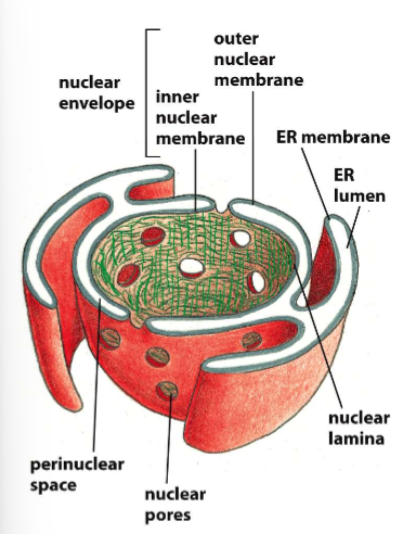 <p>The outer nuclear membrane is continuous with the ER membrane like some sort of wrap, but the inner nuclear membrane is separate and lined with lamina to bind that to the cytoskeleton</p>