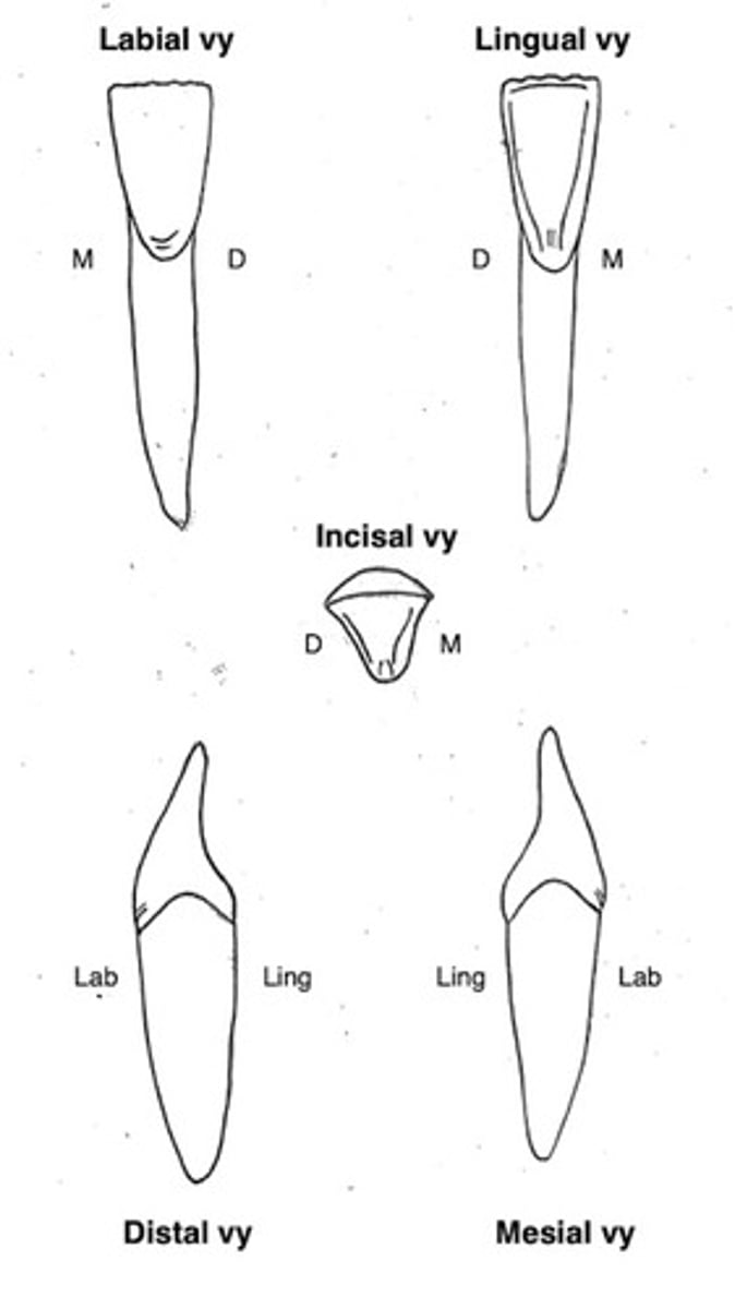 term image