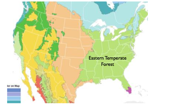 <p>climate: four seasons, mid latitude, winters are cold with minimal precipitation</p><p>forest structure: closed canopy deciduous forests</p><p>two genera: oak, maple</p>