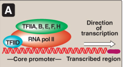 <p>Label this section of the core promoter site.</p>