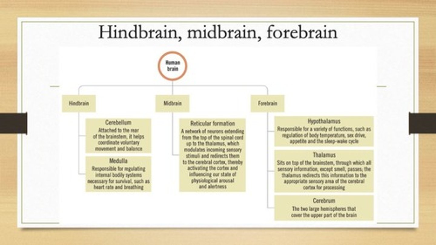 <p>Hindbrain, midbrain, and forebrain</p>