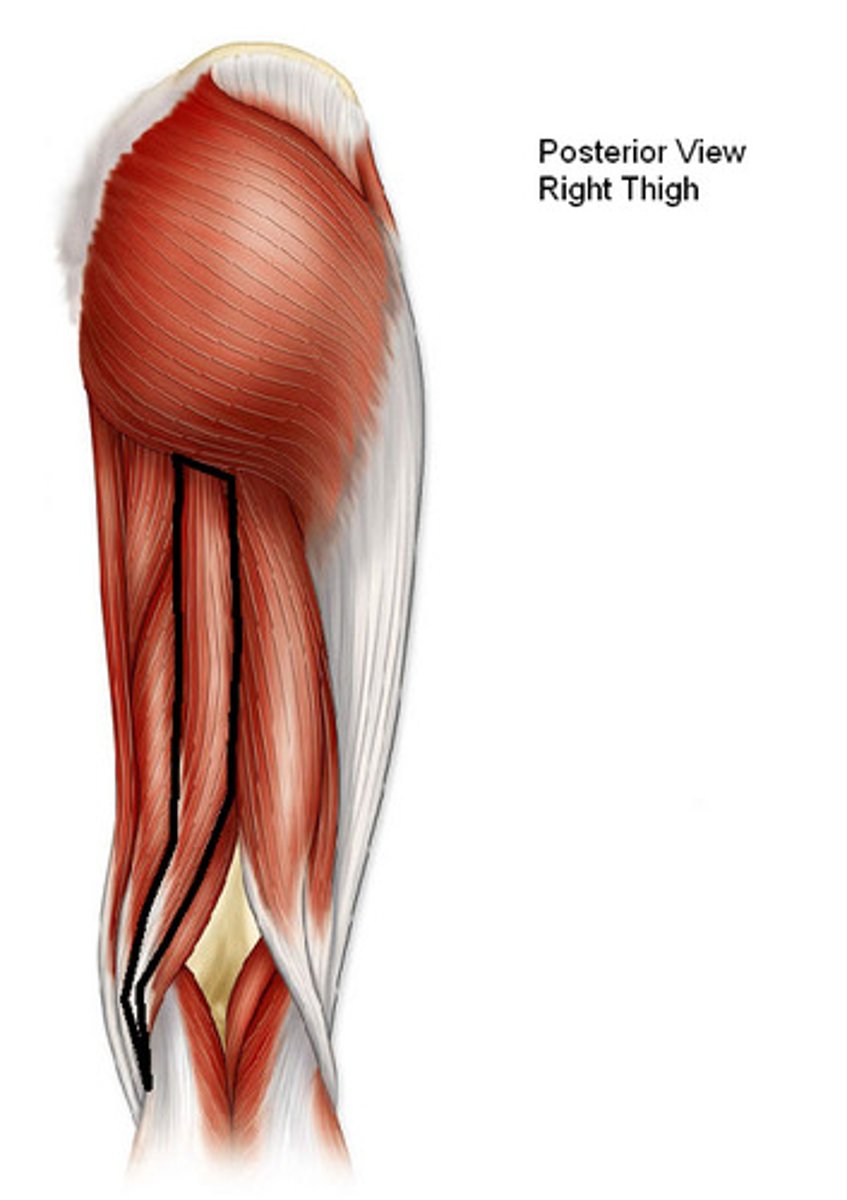 <p>Flexes leg at the knee and extends thigh at the hip; belongs to the hamstring group</p>