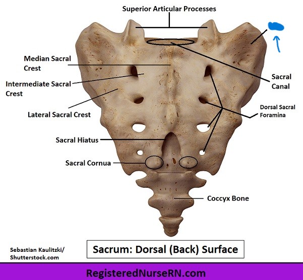 <p>What is the part of the sacrum?</p>