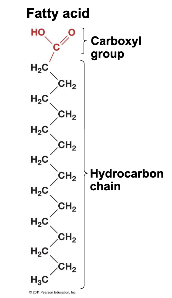 <p>1 carboxyl group + a long hydrocarbon chain; are amphiphilic</p>