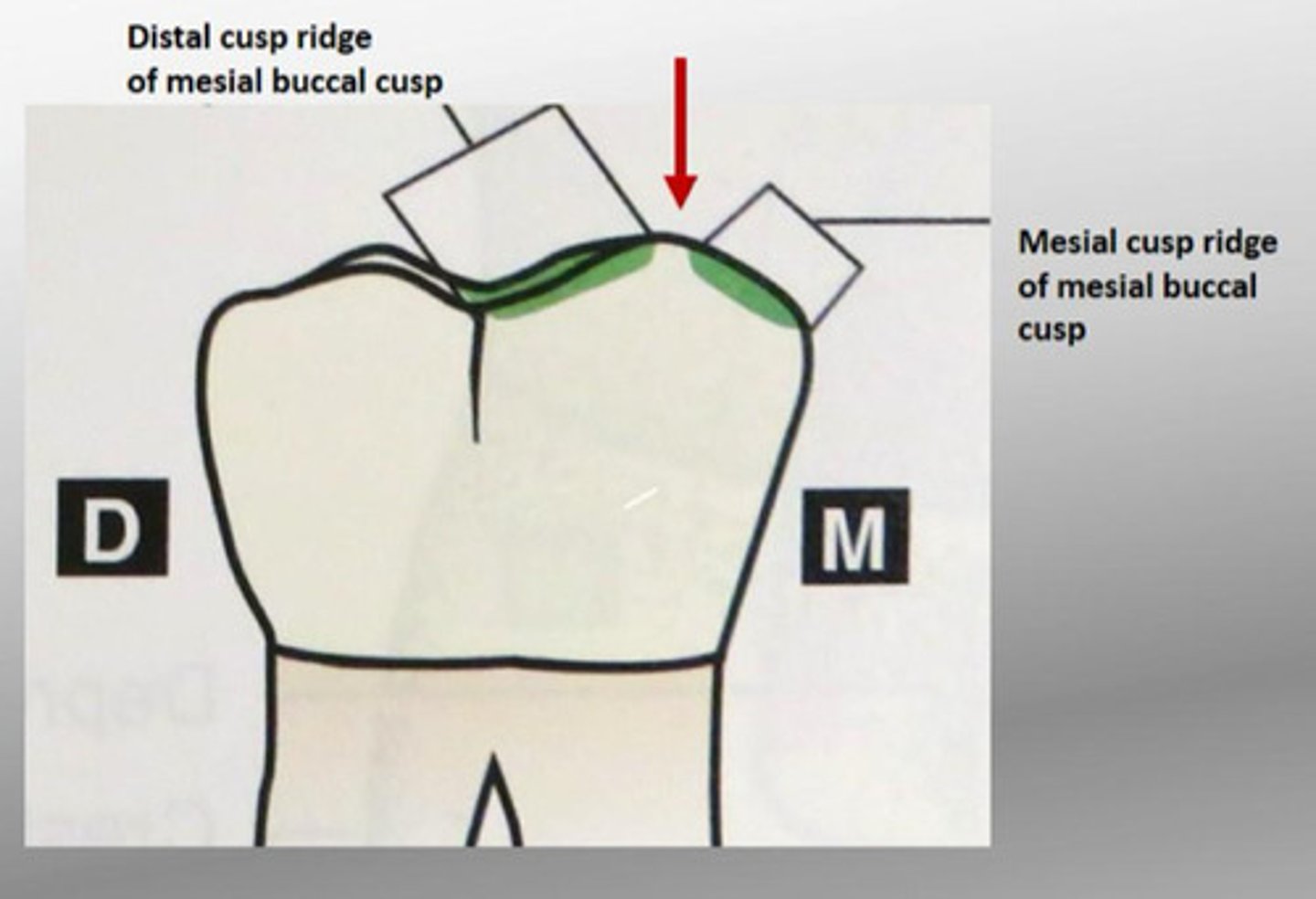 <p>Slopes are the inclined surfaces that form an angle at cusp tip</p>
