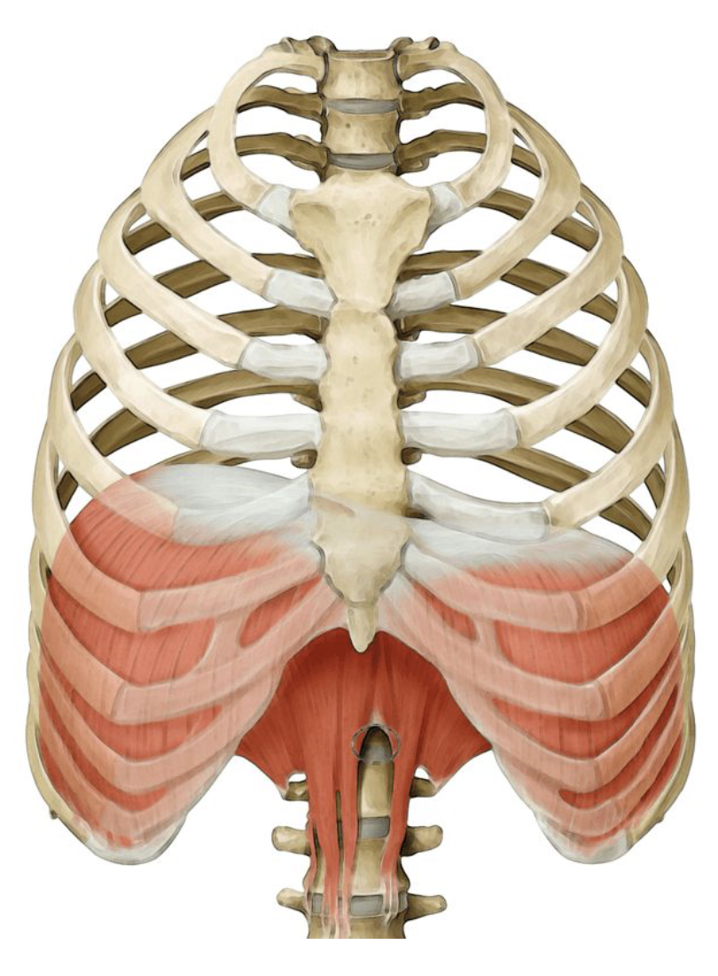 <ul><li><p>Inhalation</p></li><li><p>Facilitates air to flow into the lungs</p></li><li><p>Can become irritated (hiccups)</p></li></ul><p></p>