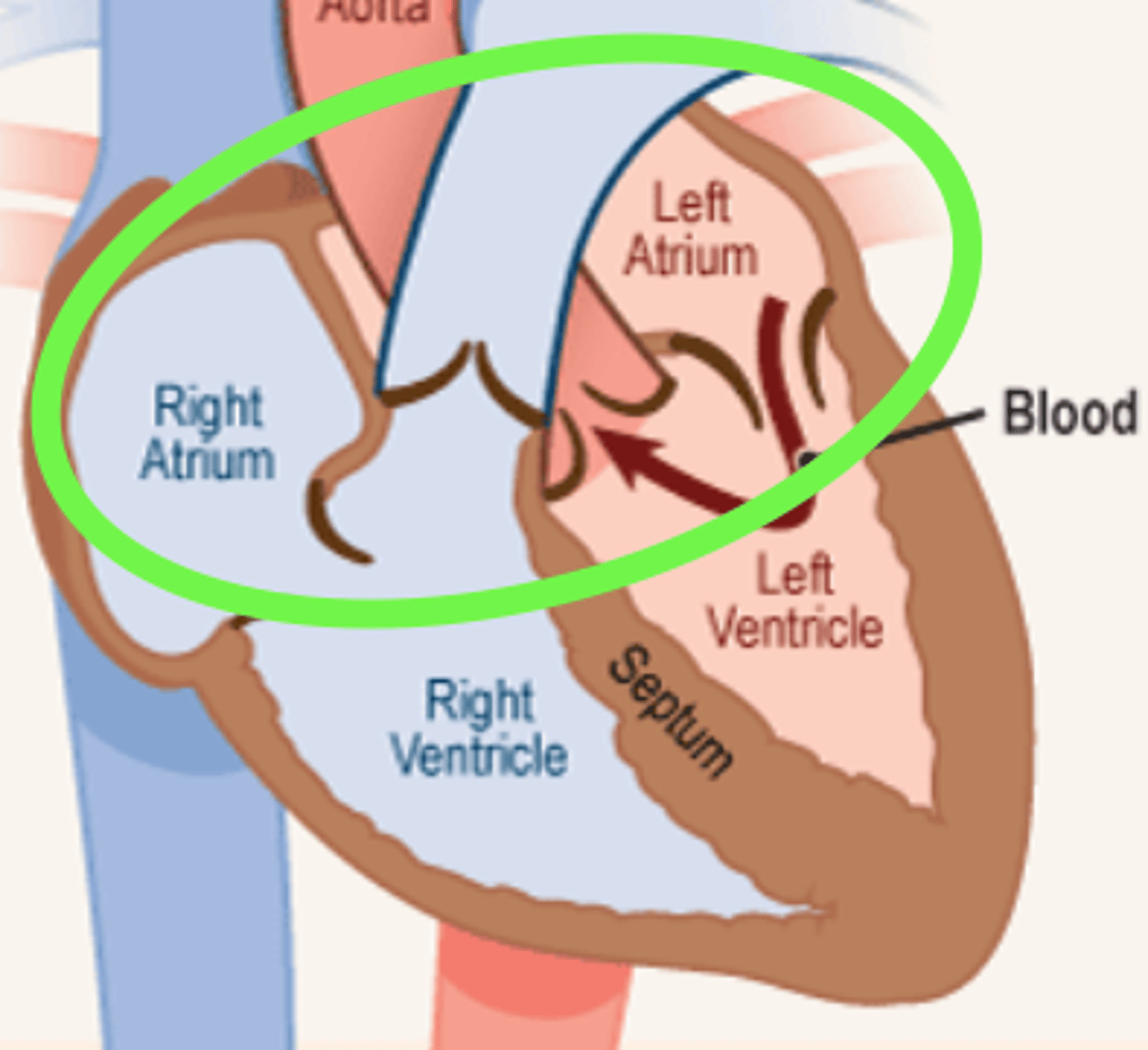 <p>heart chamber that receives blood into the heart and drives it into a ventricle</p>