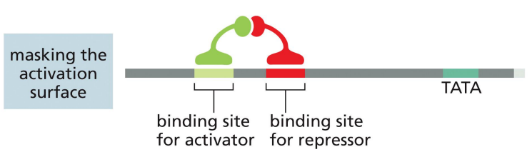 <p>a mechanism of transcriptional repression where the repressor prevents the activator’s activation surface from binding with transcription machinery </p>