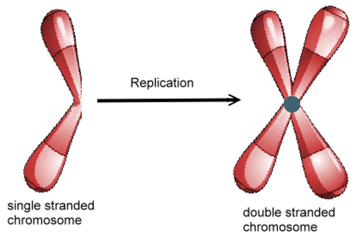 <p>Because chromosomes are only visible under microscope during mitosis/meiosis</p>
