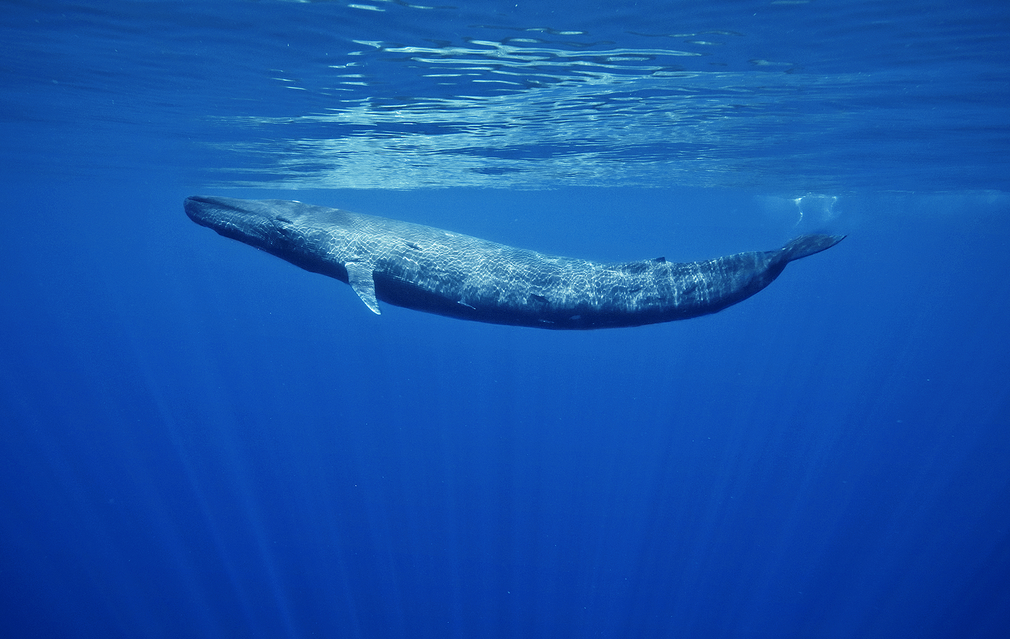 <p>Blue Whale</p>
