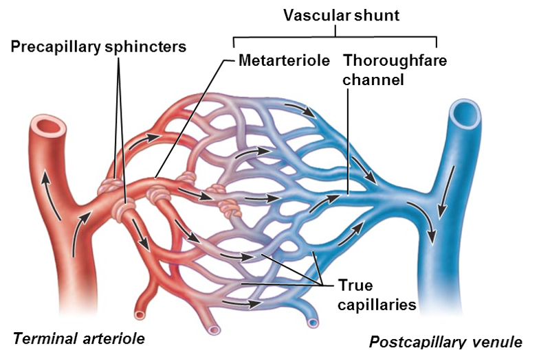 <p><span style="font-family: Arial">•</span><strong><span style="font-family: Arial">True capillaries</span></strong></p>