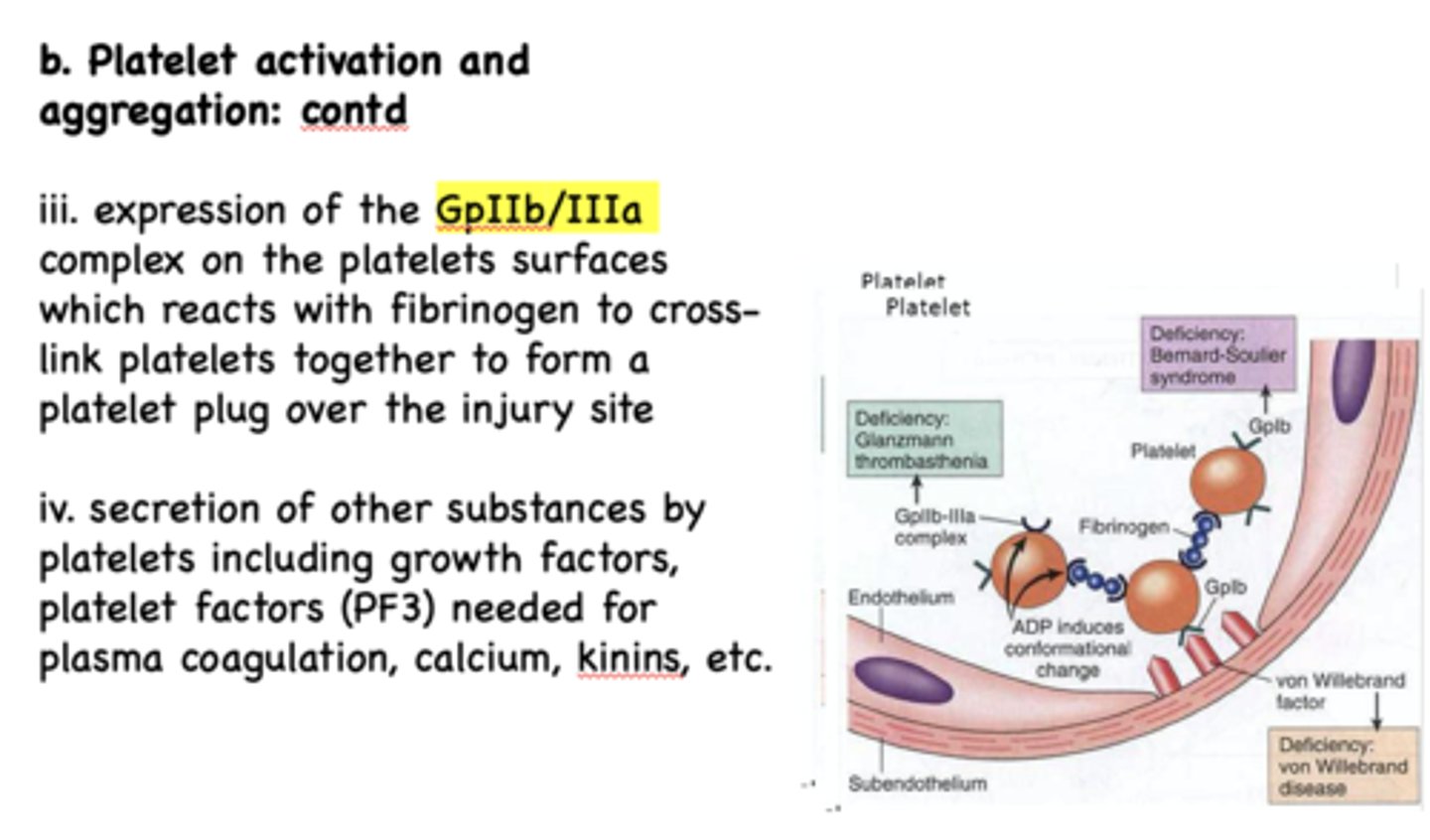 <p>Von Willebrand Disease</p>
