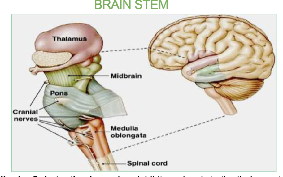 <ul><li><p><strong>Midbrain</strong> : Contains the <strong>Substantia Nigra</strong>. it relays inhibitory signals to the thalamus to p<strong>revent unwanted movements</strong>.</p><p><em>(Degeneration of neurons in substantia nigra leads to Parkinson’s disease)</em></p></li><li><p><strong>Pons</strong>: origin of cranial nerves</p></li><li><p><strong>Medulla</strong> - Under the pons, it contains the <strong>cardiac</strong>, <strong>vasomotor</strong>, and <strong>respiratory</strong> <u>vital centers.</u></p></li></ul><p></p>
