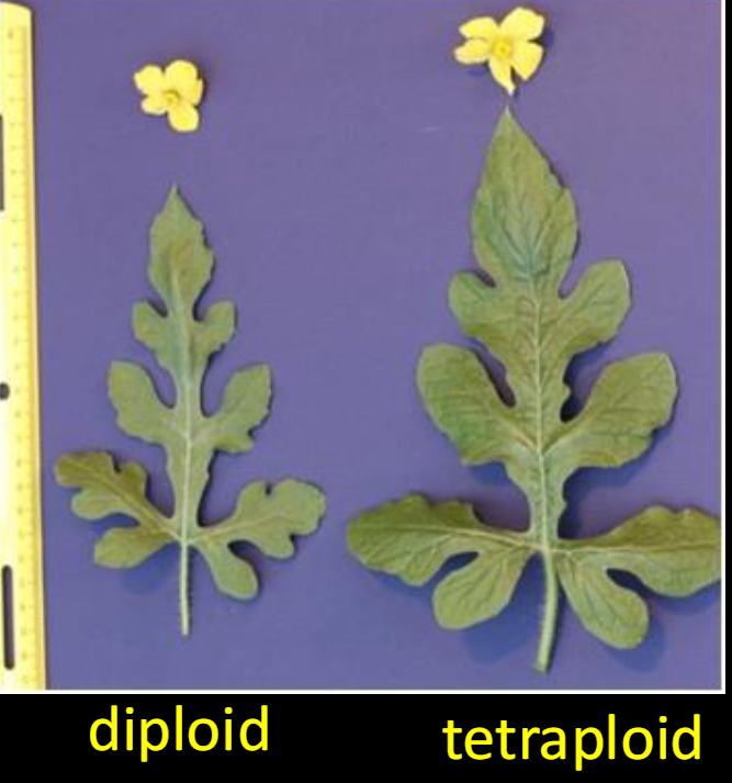 <p><span>1. Larger cells: especially guard cells surrounding stomates<br><strong><u>2. Larger flowers with more nectar</u></strong><br>3. Larger seeds: Most crop grasses are polyploid<br><strong><u>4. Larger pollen</u></strong><br>5. Slower growth and development<br><strong><u>6. Later flowering</u></strong><br>7. Longer lived<br>(often transition from annual to perennial habit)<br><strong><u>8. Hybrid vigor</u></strong><br>(often weedy, ecological generalists)</span></p>
