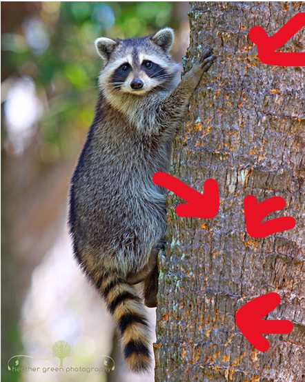 <p><span>A physical markings that indicate an animal has been in a tree, on a rock, or on other elevated surfaces. The types of signs you can find depend on the species and its climbing technique.</span></p>