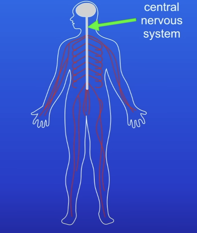 <ul><li><p>The brain</p></li><li><p>Spinal cord</p></li></ul>