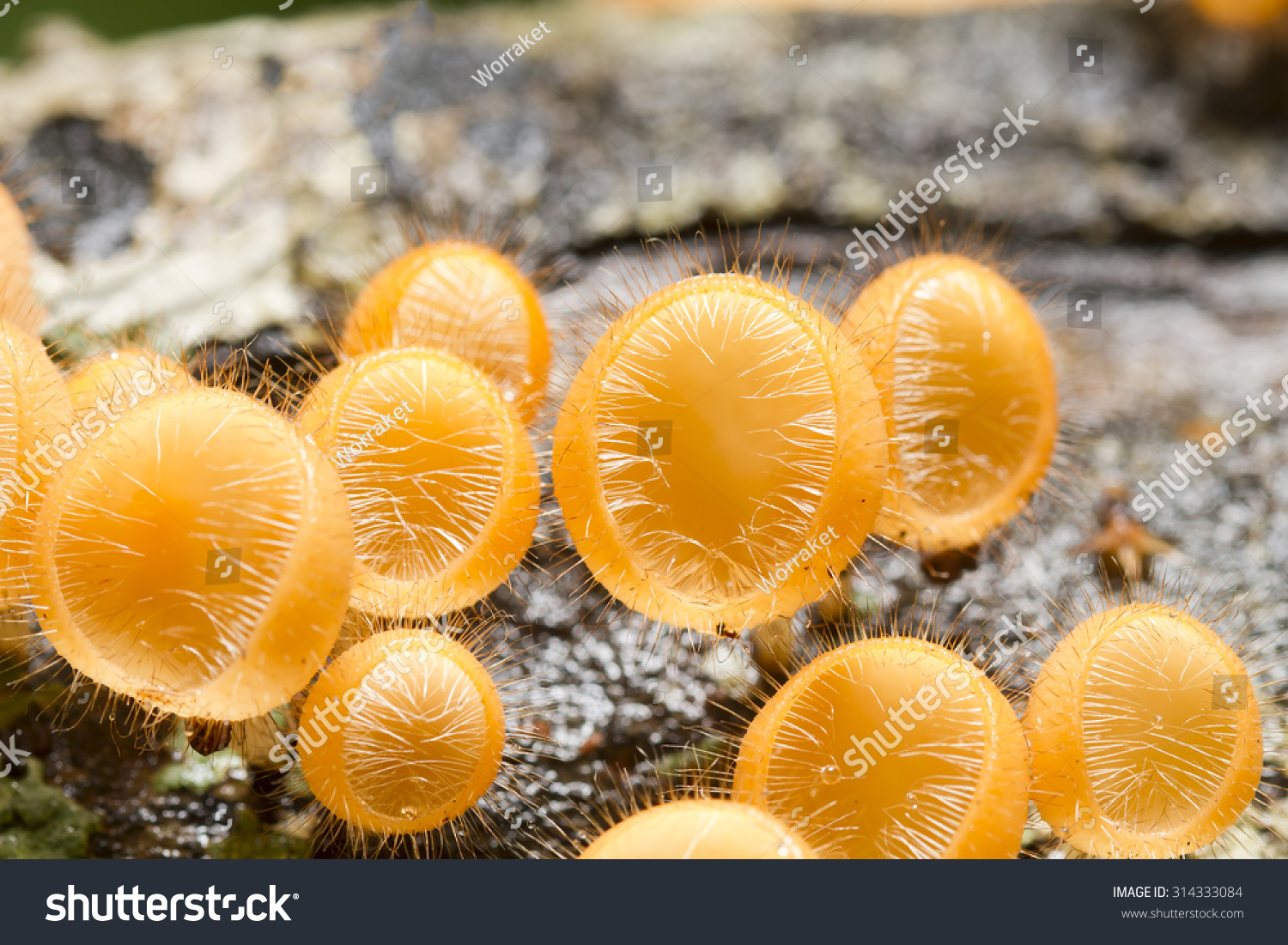 <p>What phylum does the picture belong to? What is it?</p>