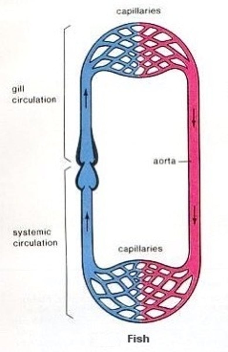 <p>Heart pumps deoxygenated blood to gills, carbon dioxide diffuses out and oxygen diffuses in, blood travels around rest of body before returning to the heart</p>