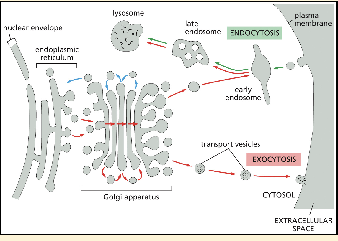 <ol><li><p>Secretory pathway</p></li><li><p>Endocytic pathway </p></li></ol><p></p>