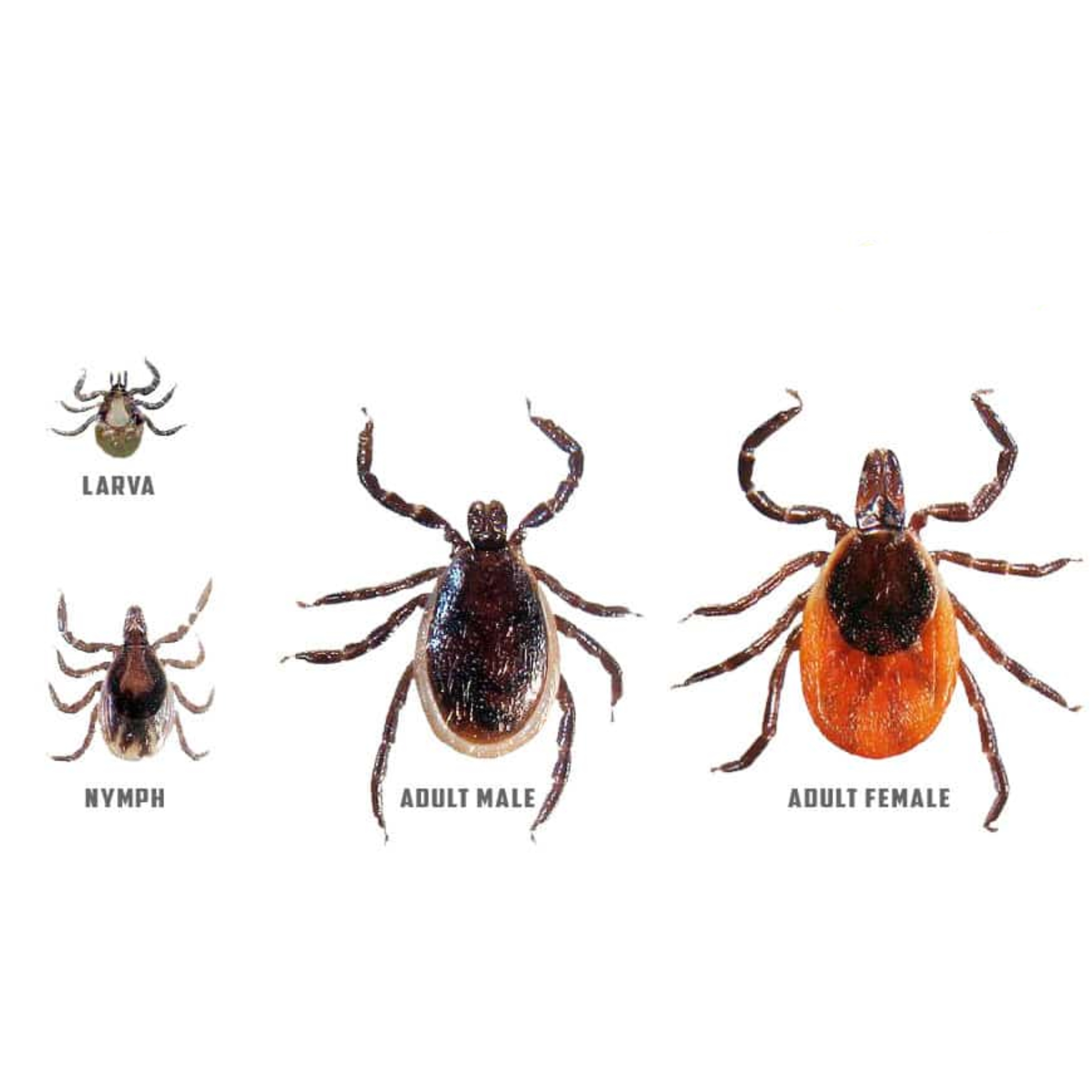 <p>Kmeň: Arthropoda</p><p>Amandibulata</p><p>Podkmeň: Chelicerata</p><p>Trieda: Arachnida</p><p>Acari</p><p>Nadrad: Parasitiformes</p><p>Rad: Ixodida</p>