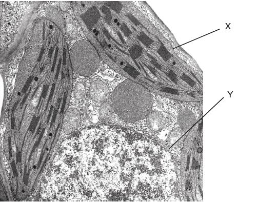 <p>What is the name of the cell component labelled Y?</p>