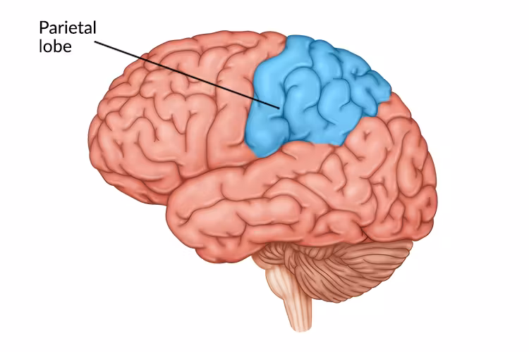 <p>processes sensory input for TOUCH and body position (parietal pressure perception)</p>