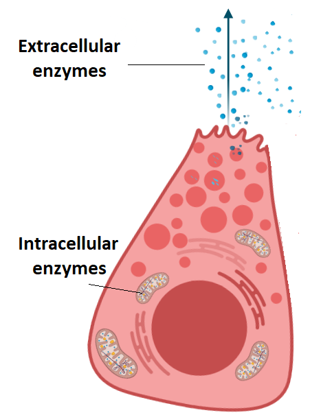 <p><strong>Intracellular enzymes</strong> work within the cells where they are made, while <strong>extracellular enzymes</strong> work outside of cells.</p><p>Intracellular enzymes are synthesized by free ribosomes in the cytoplasm, while extracellular enzymes are synthesized by ribosomes on the rough endoplasmic reticulum (ER) and then sent to the Golgi apparatus to be packaged into secretory vesicles and then released by exocytosis. </p><p>Intracellular enzymes help with metabolic processes such as glycolysis and the Krebs cycle. Extracellular enzymes help with chemical digestion (such as amylase in saliva or lactase breaking down lactose). </p>