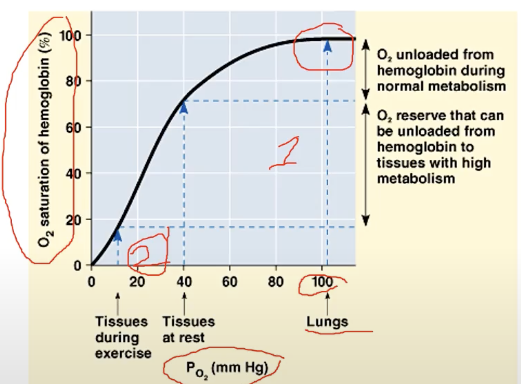 <p>takes place when tissues are active (e.g. calf muscles)</p><ul><li><p>because always active, saturation point will be a lot faster &amp; oxygen in red blood vessel is detached a lot quickly because of how utilized this is (muscles needing O2)</p></li></ul>