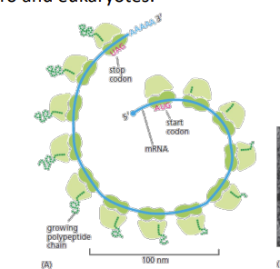 <p>Proteins are made in polyribosomes (polysomes): multiple ribosomes bound to a single mRNA and translating into a protein. Existing in both pro and eukaryotes.</p>